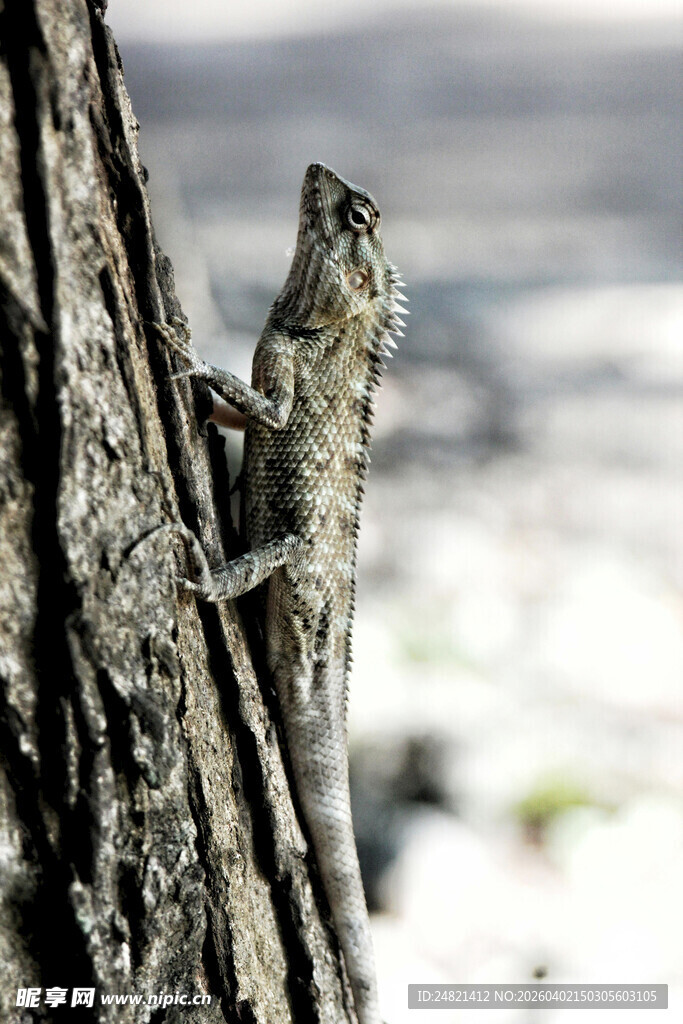树干上的蜥蜴