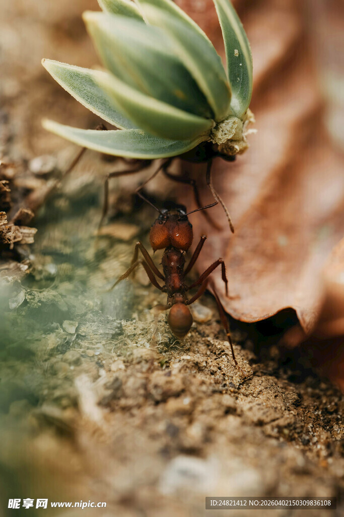 蚂蚁在植物旁忙碌的瞬间