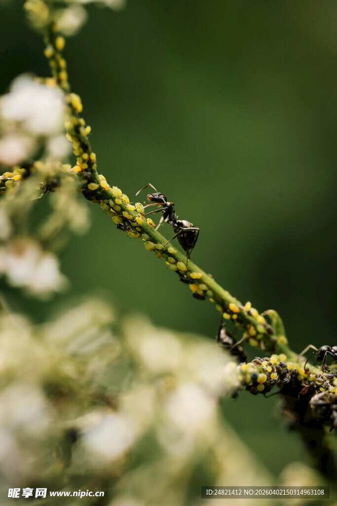 蚂蚁在植物枝条上活动