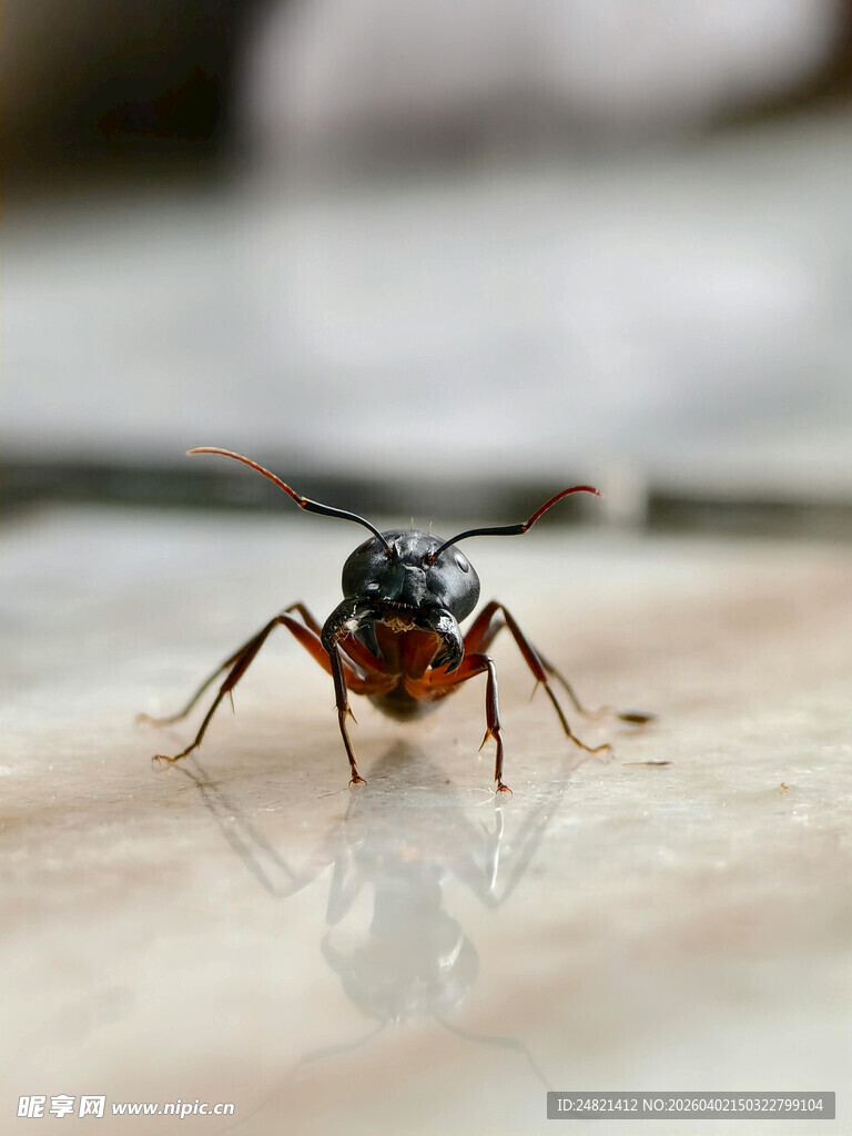 微距下的奇特小昆虫