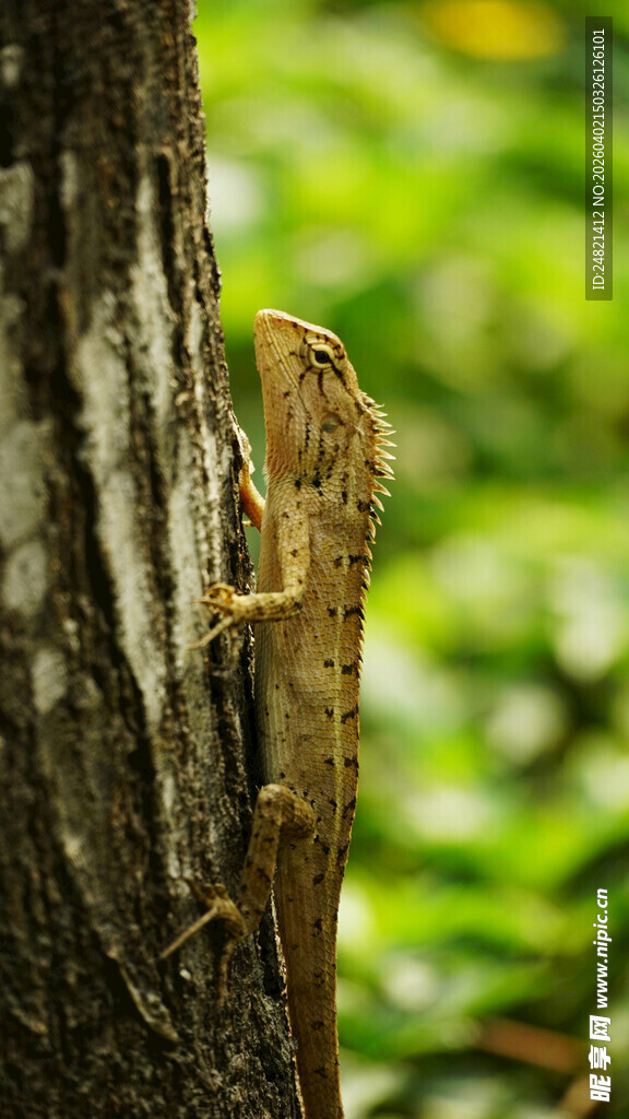 树干上的两只小蜥蜴