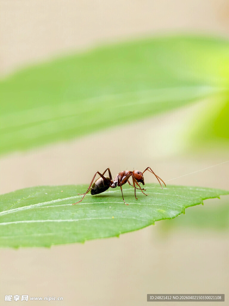 绿叶上的蚂蚁