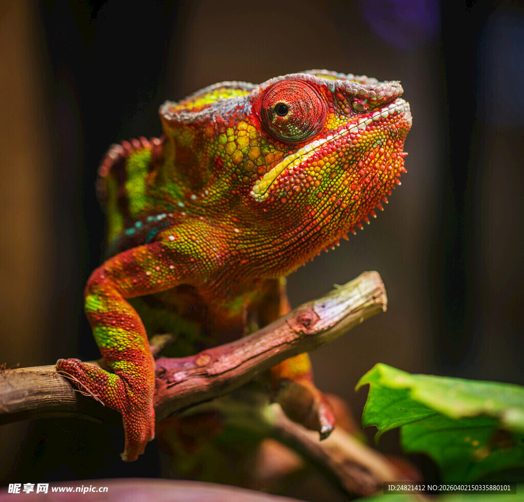 多彩变色龙栖息于枝头