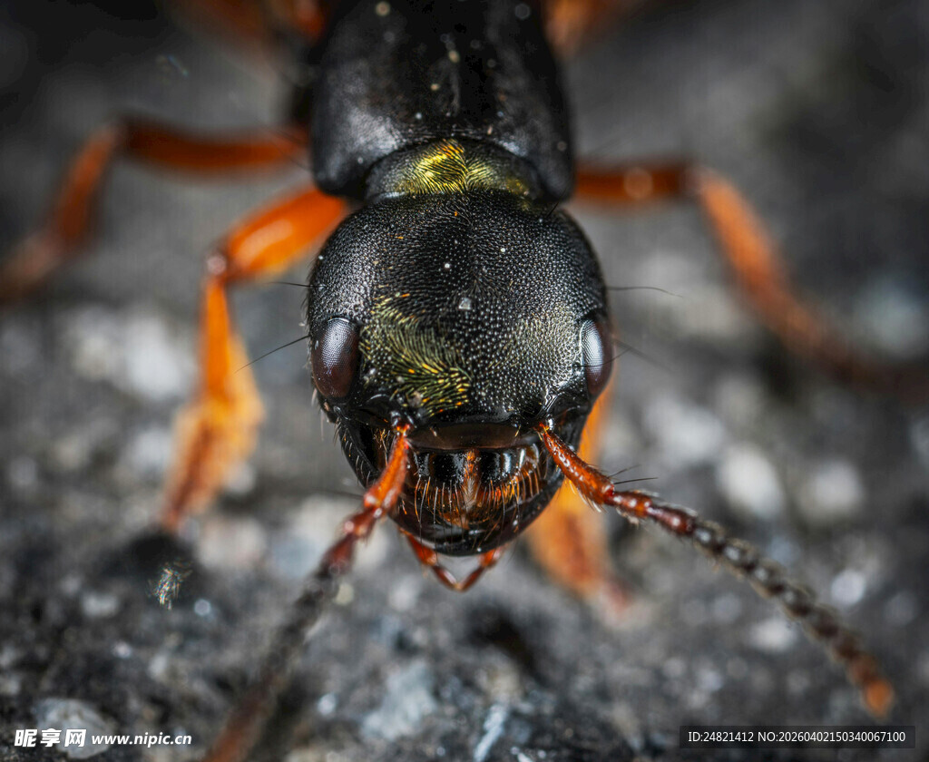 微距下的神秘甲虫