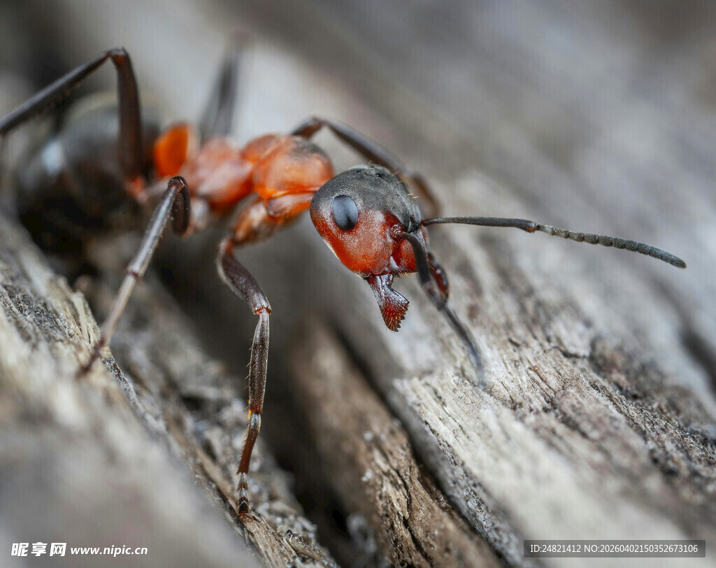 红蚂蚁特写