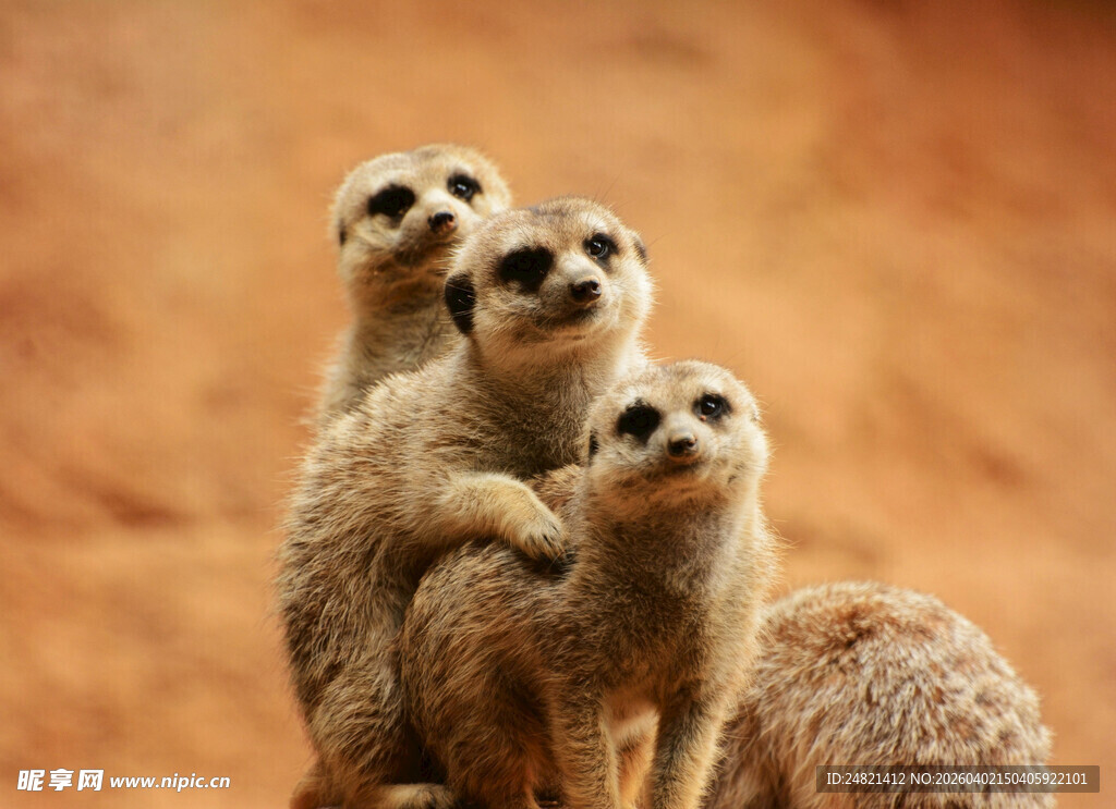 四只狐獴站立瞭望