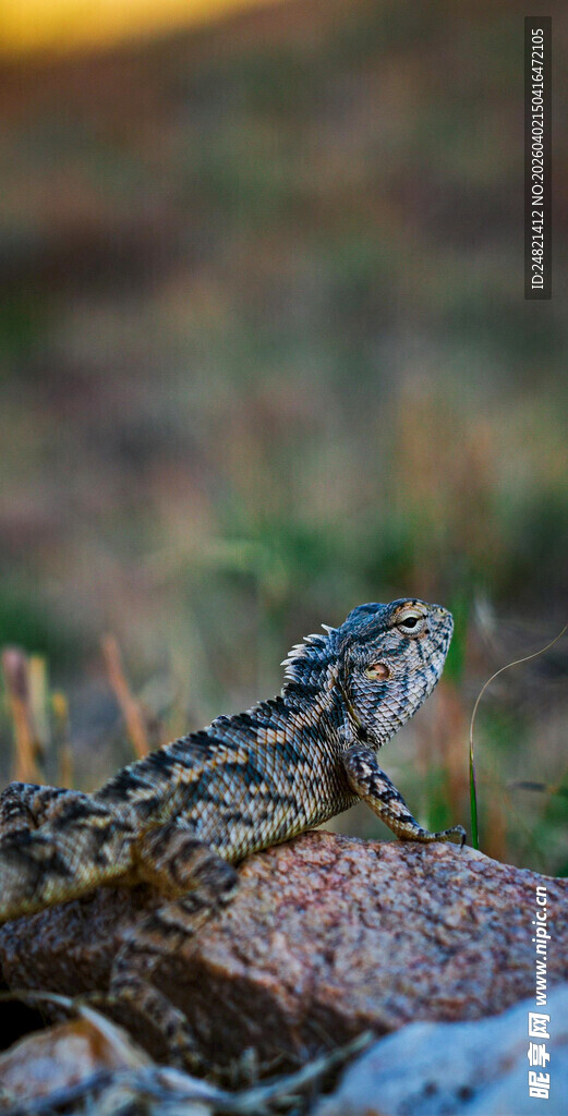 岩石上的花纹蜥蜴