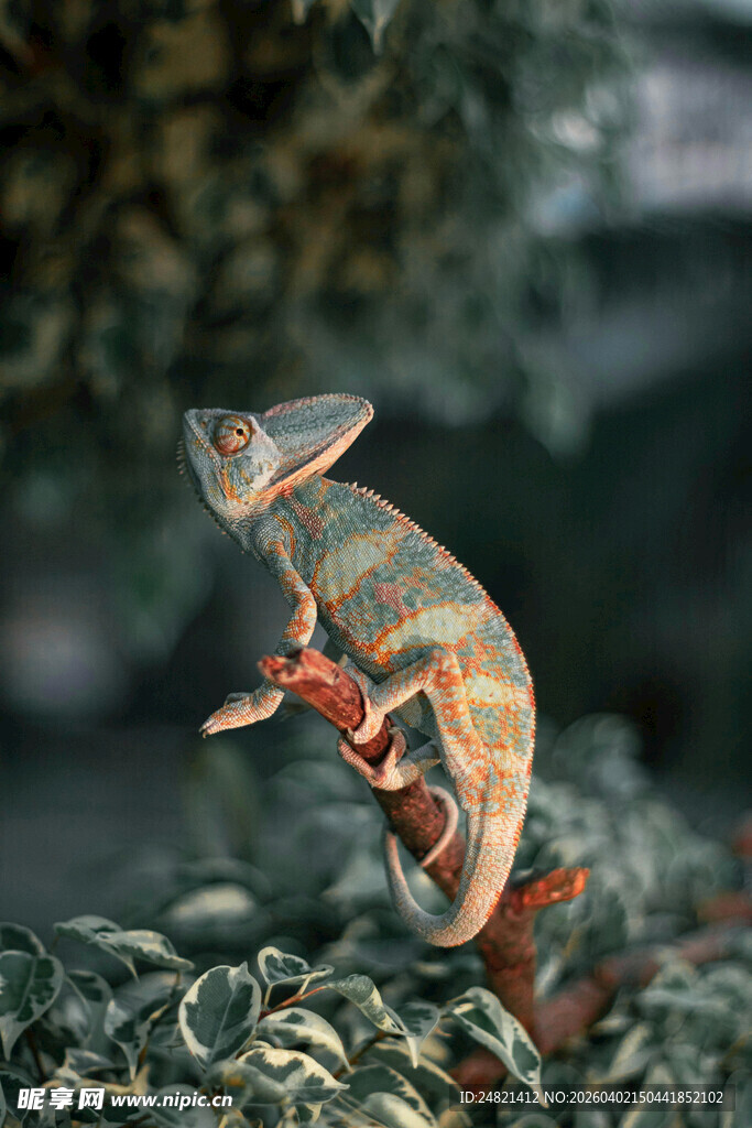 树枝上的多彩变色龙