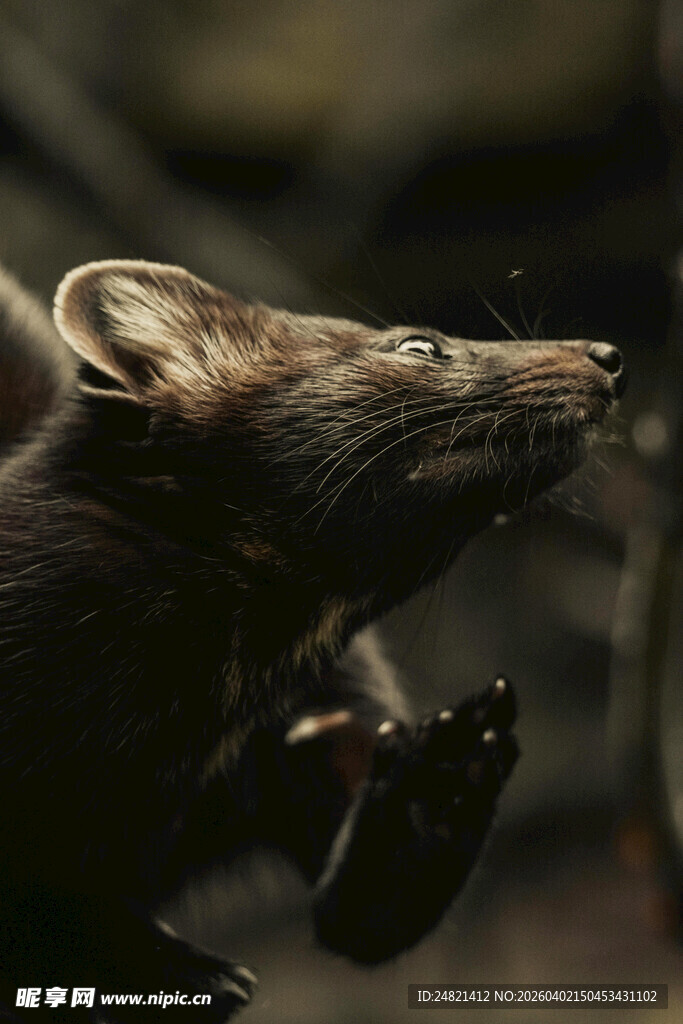 可爱小老鼠微仰头部瞬间