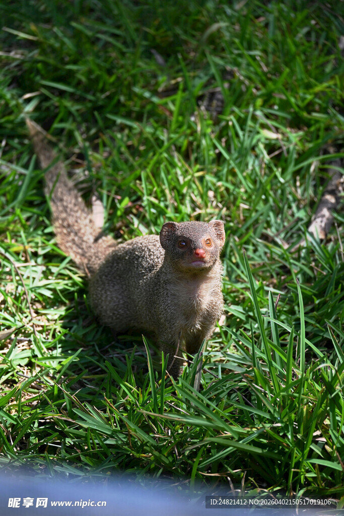 草地上的可爱小松鼠