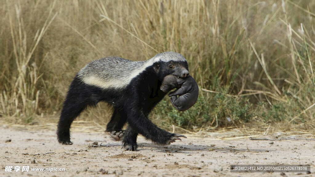 蜜獾叼物行走于野外