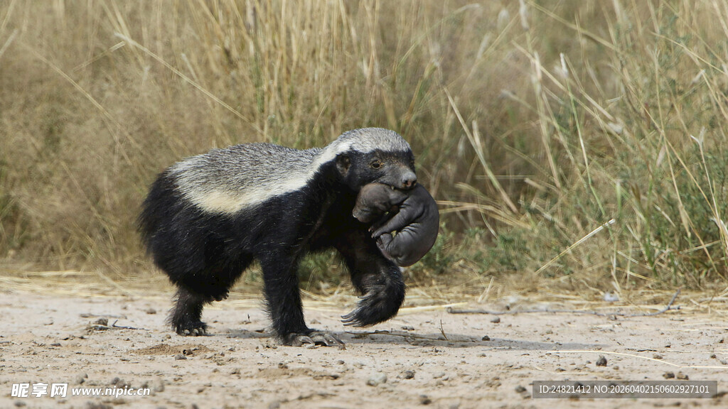 蜜獾行走在荒野中