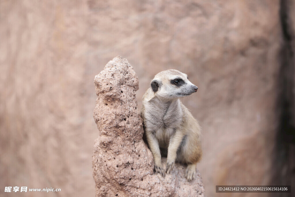 狐獴站立于岩石上