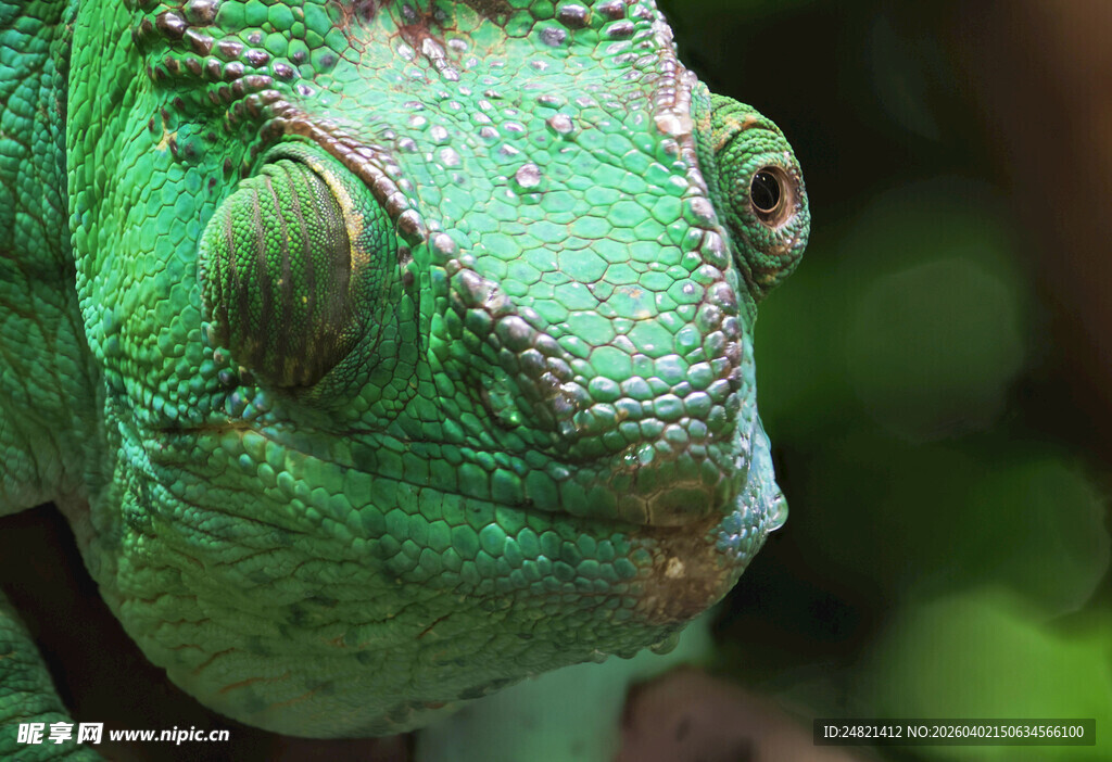 翠绿变色龙的独特神态