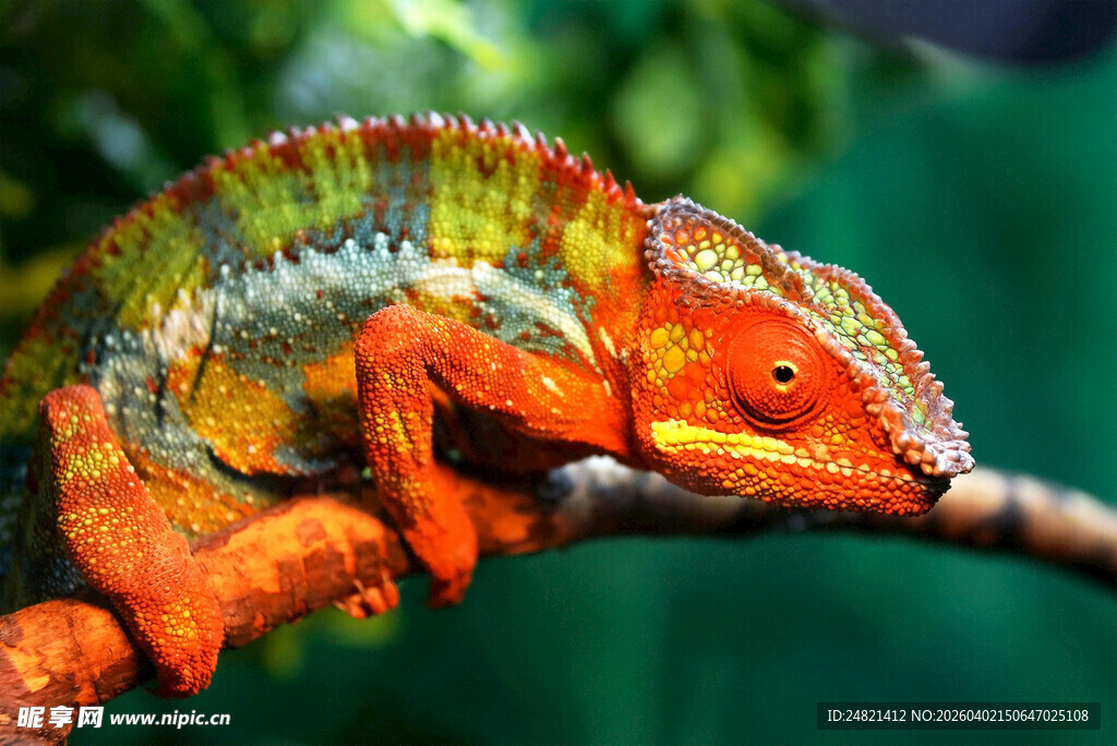 色彩斑斓的变色龙