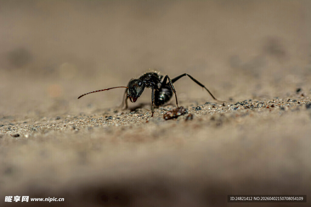 沙地上的独行黑蚂蚁