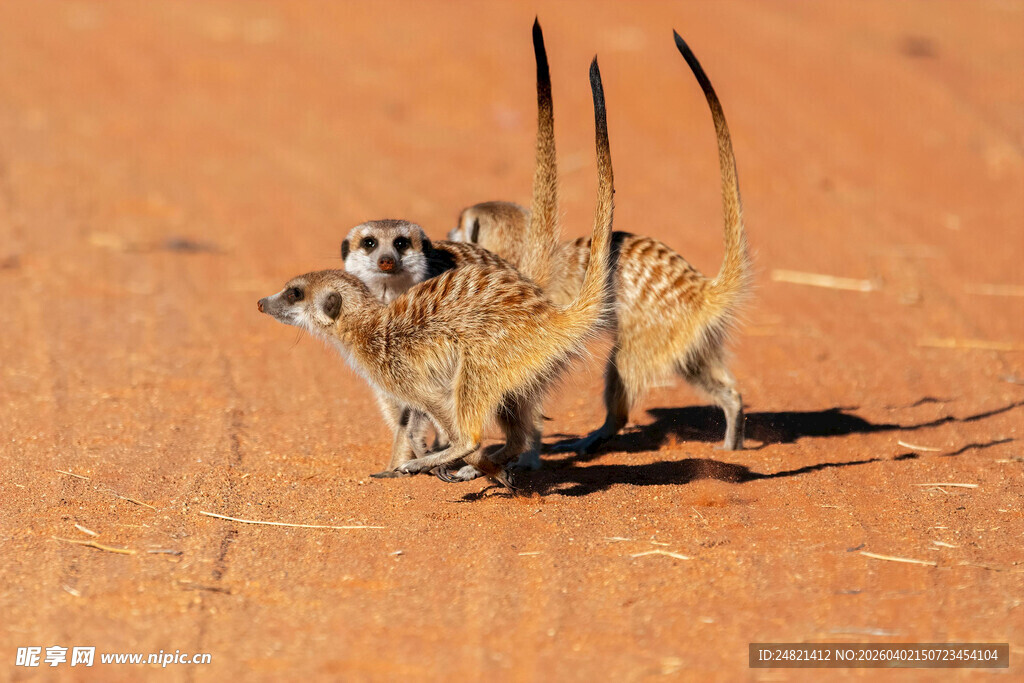 沙漠中的狐獴一家