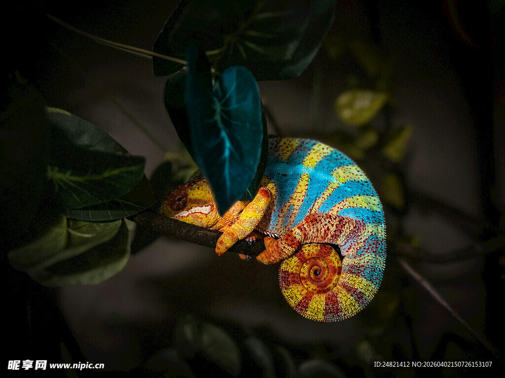 奇幻蝴蝶与神秘图案