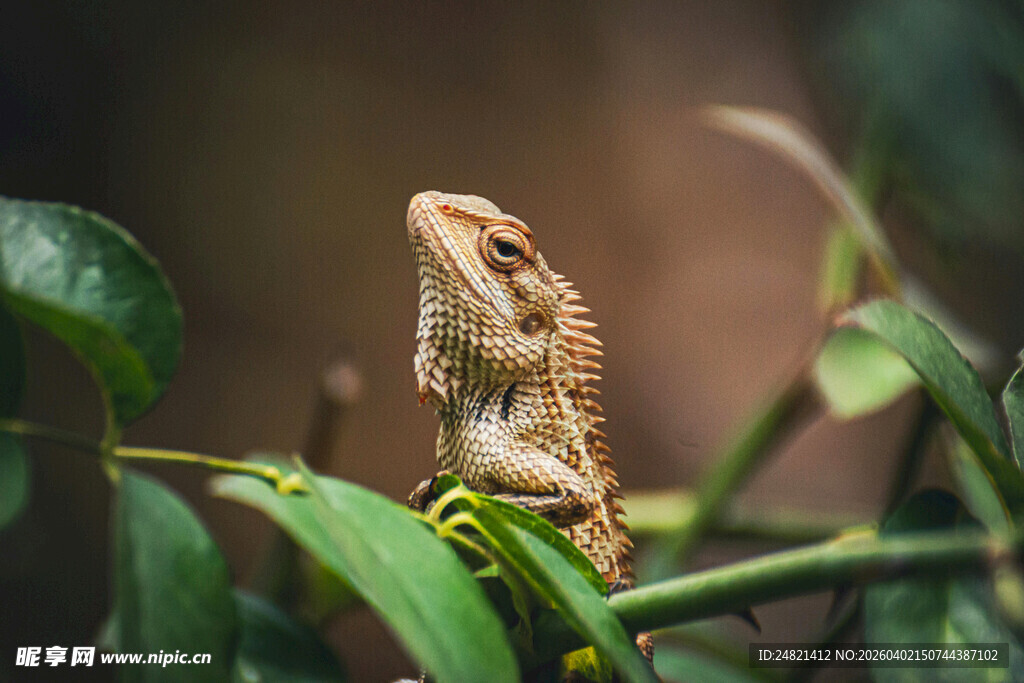 树枝上的小蜥蜴