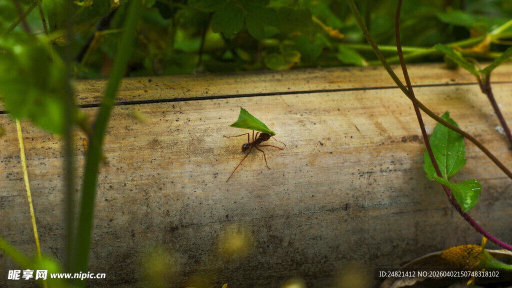 绿叶伏于旧木之上