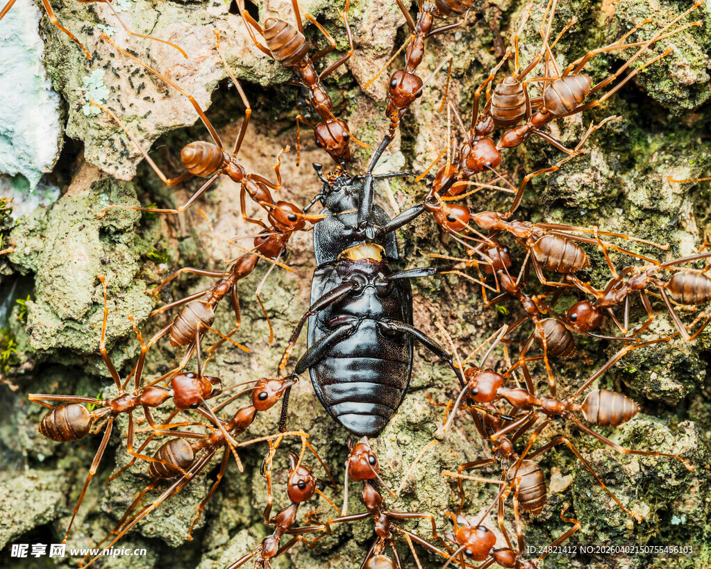 蚂蚁围攻黑色甲虫场景