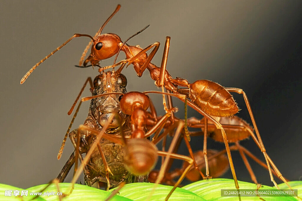 蚂蚁群体协作进食瞬间