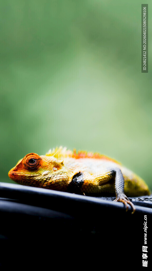 多彩蜥蜴栖息于黑色物体上