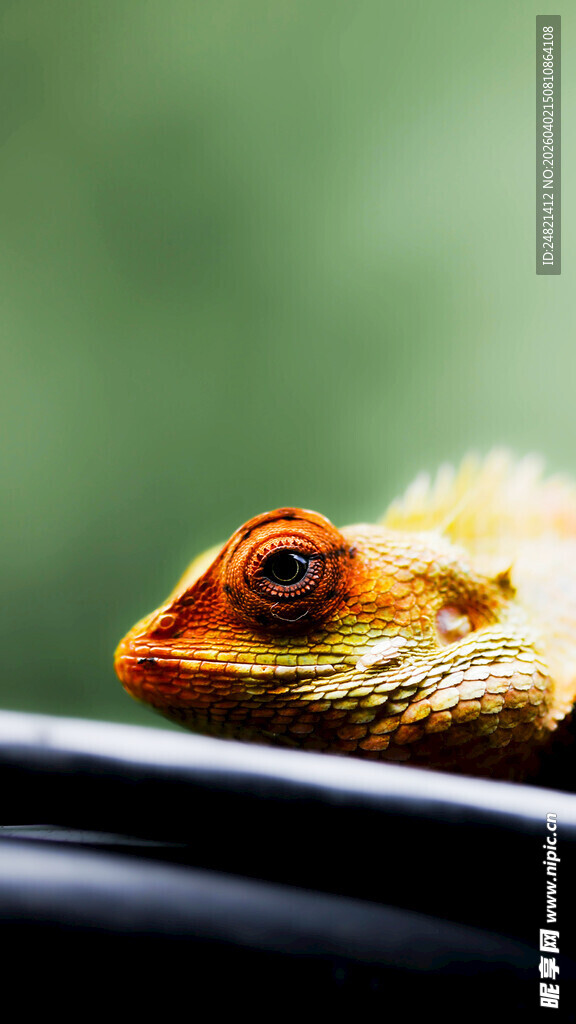 窗边休憩的小鸟