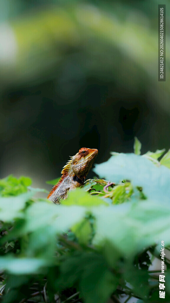 绿叶上的多彩小蛙