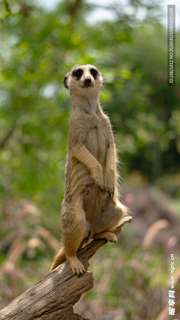 狐獴站立枝头瞭望