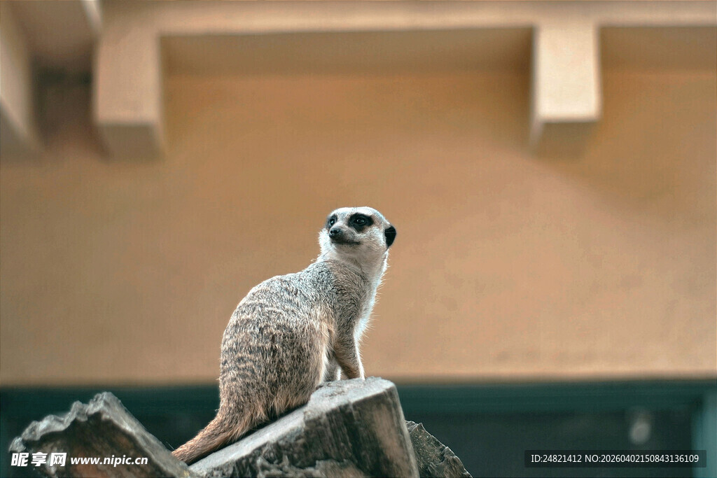 站在枝头的可爱细尾獴