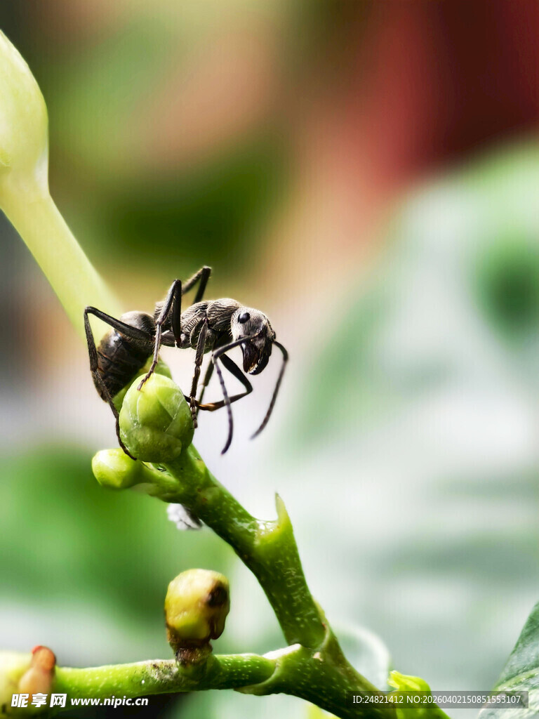 枝头蚂蚁特写