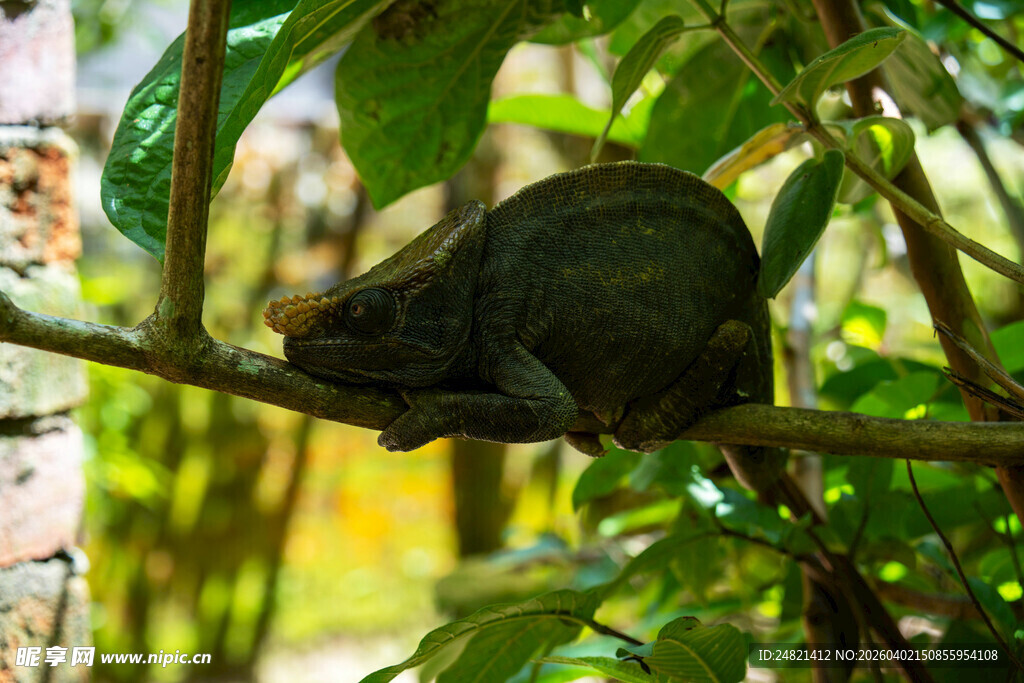 树枝上休憩的深色小鸟