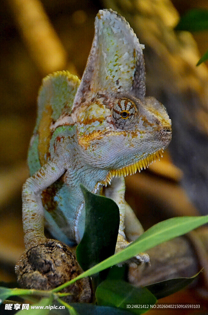 变色龙栖息于枝叶间