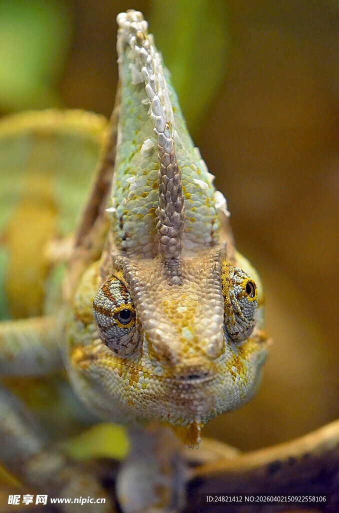 奇妙的变色龙头部