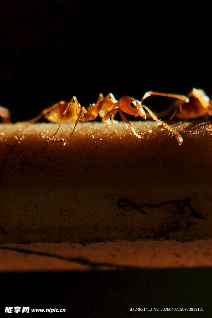 蚂蚁聚集在木头上