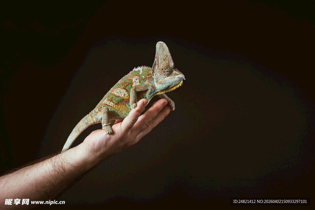手掌上的变色龙