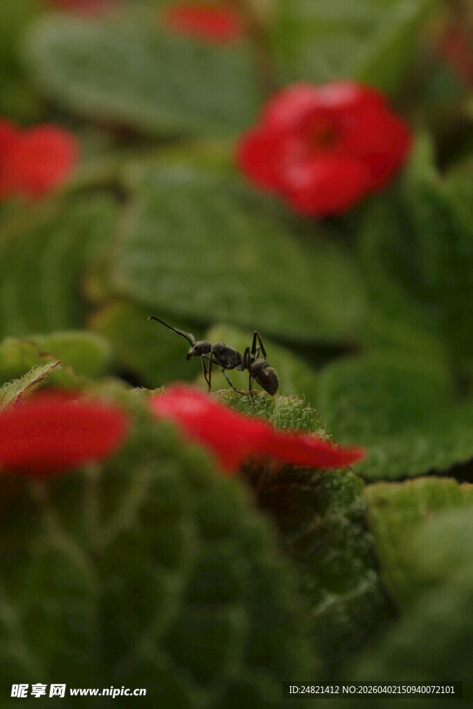绿叶间的娇艳红色小花