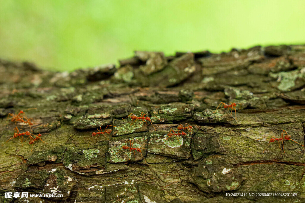 树干上忙碌的蚂蚁群落