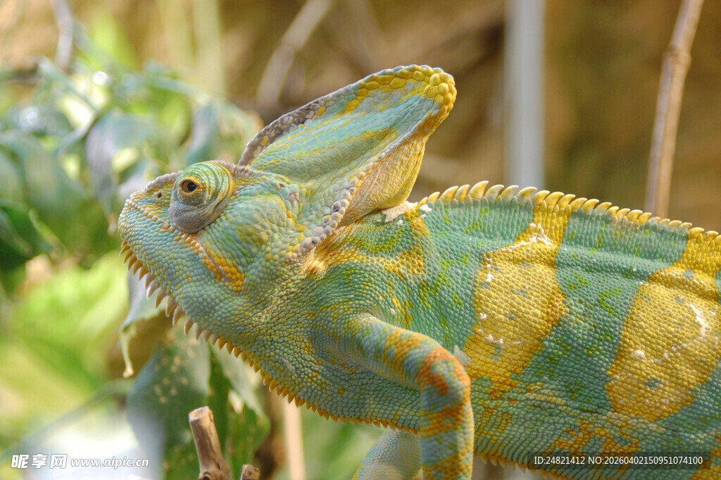 多彩变色龙特写
