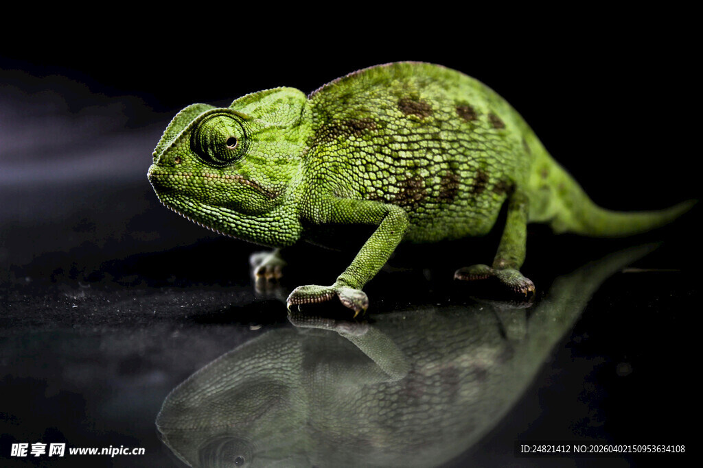 绿色变色龙特写