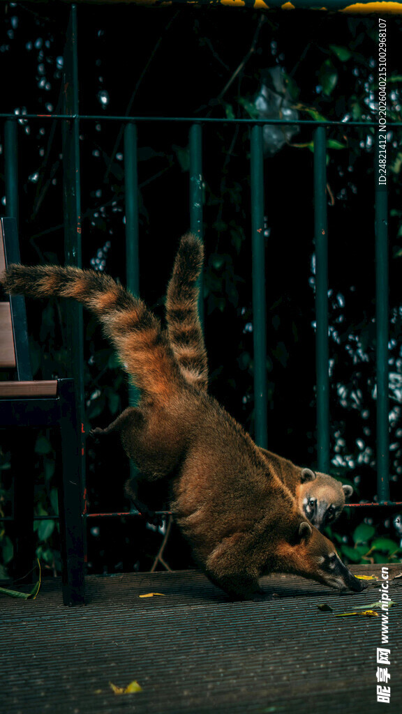 小浣熊站立伸手够桌上物品