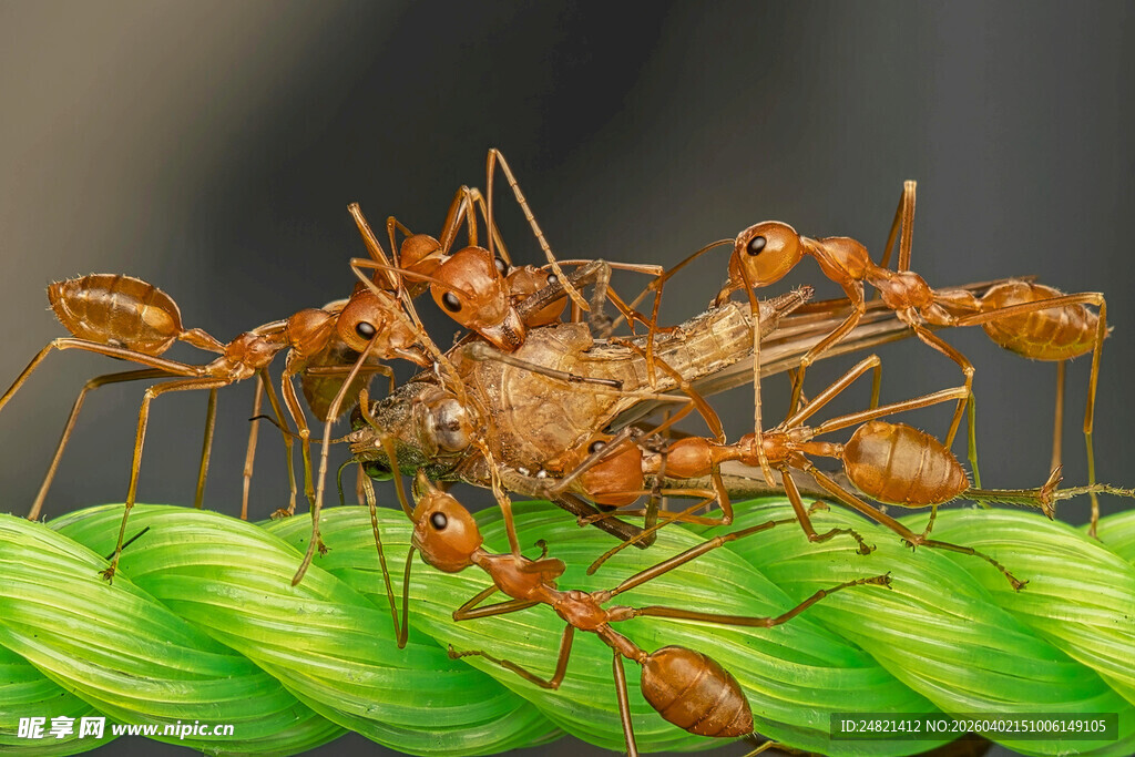 蚂蚁围攻猎物于绿叶上