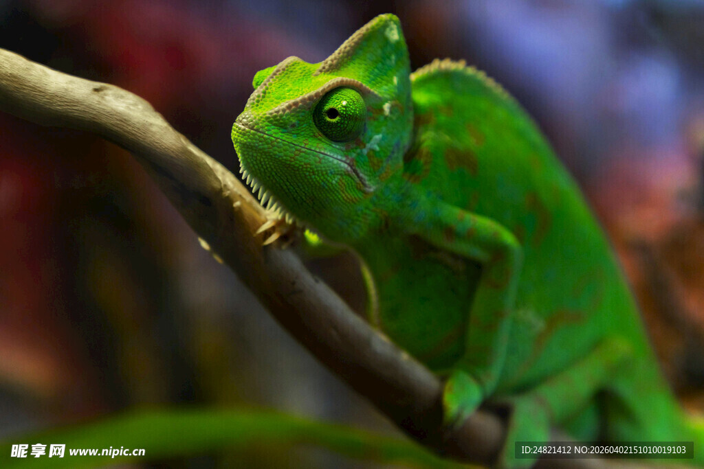 树枝上的翠绿变色龙