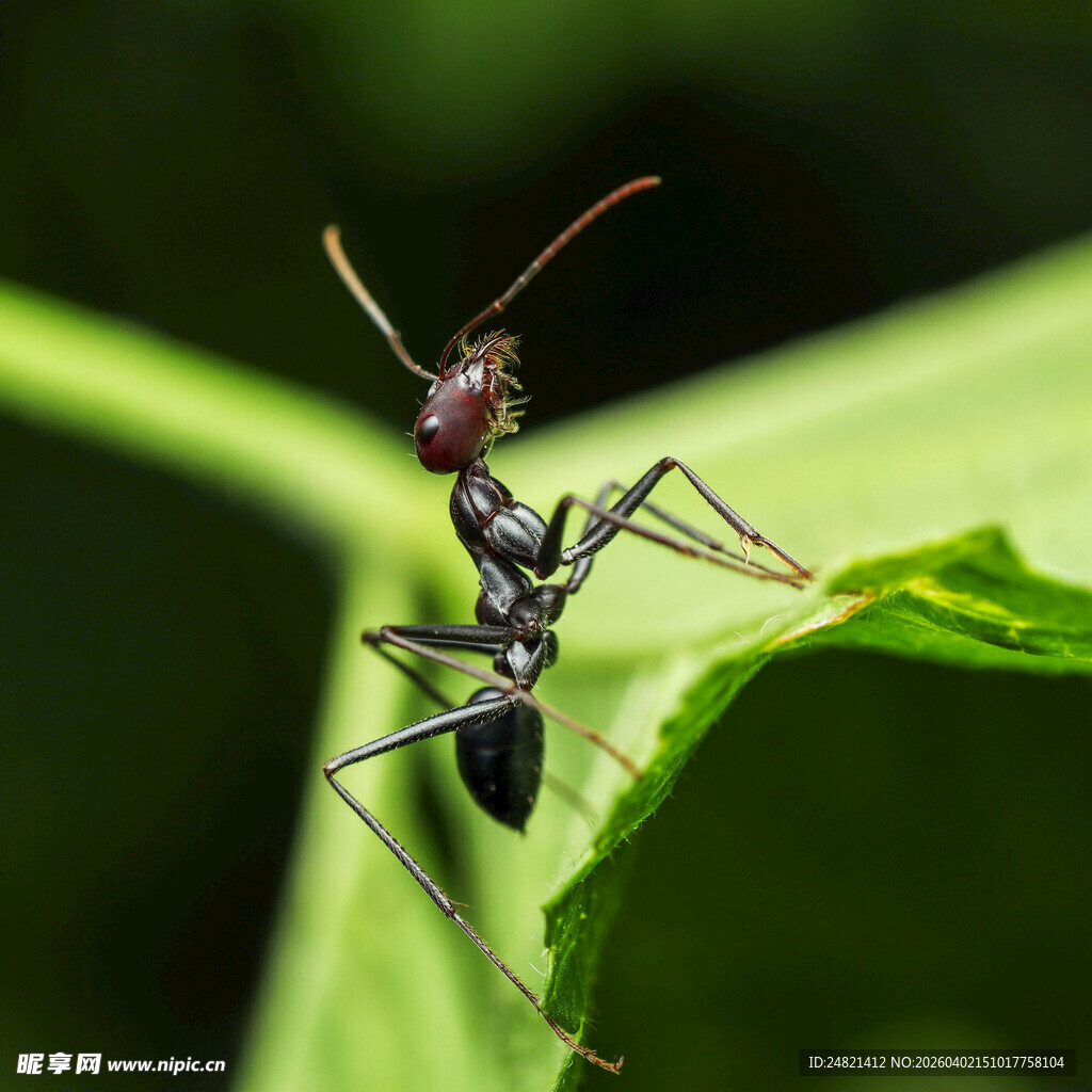 黑蚂蚁踞于绿叶之上