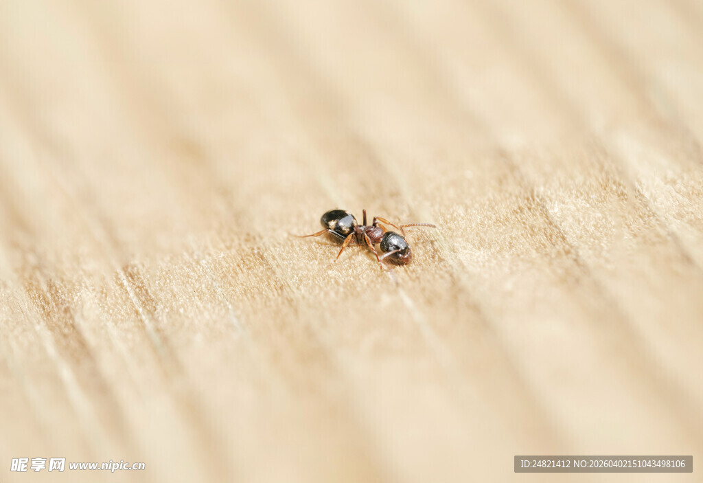 木面上的小蚂蚁