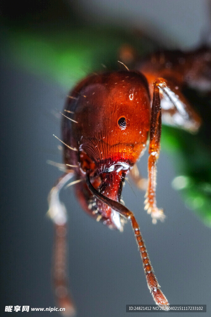 微距下的红蚂蚁特写