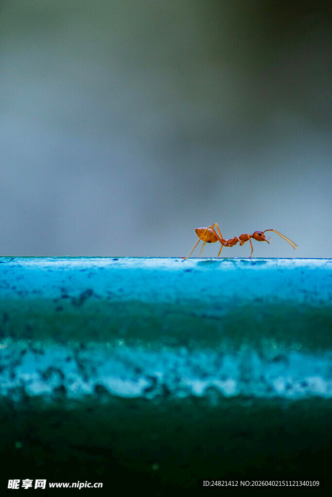 蚂蚁在蓝色物体上的特写