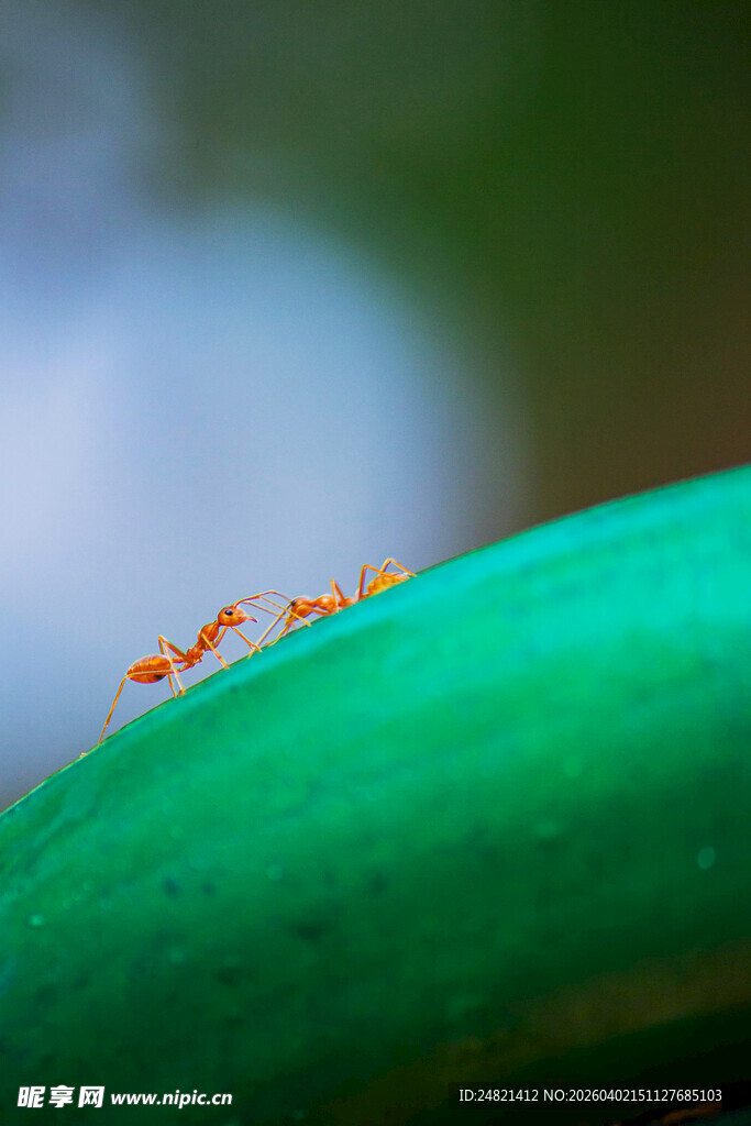 绿叶上的橙色小蚂蚁