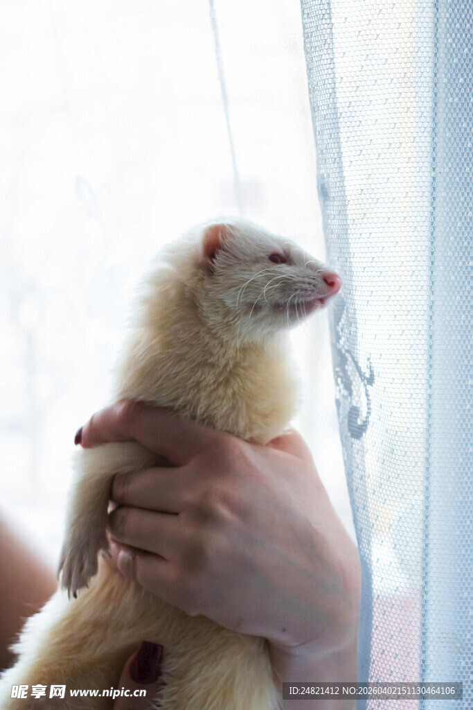 手捧雪貂望向窗外